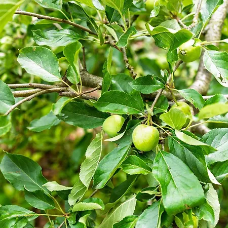 Casa de Férias Knus Houten Voor Stellen En Gezinnen Met Ruime Tuin Op De Veluwe Epe